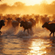 Herde de wildebeests traversant une rivière en migration
