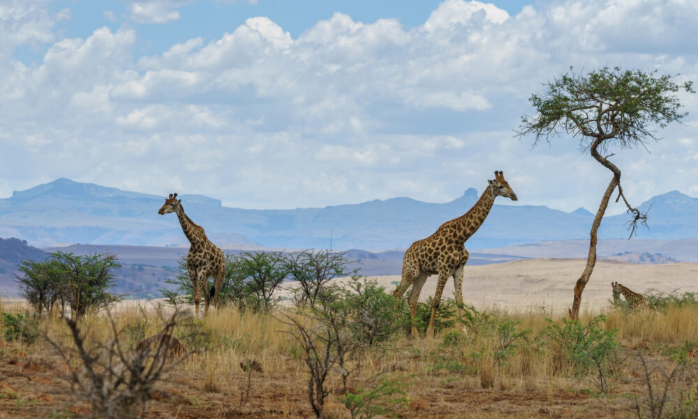 Pourquoi choisir un circuit touristique pour explorer l'Afrique du Sud ?