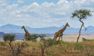 Pourquoi choisir un circuit touristique pour explorer l'Afrique du Sud ?