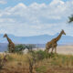Pourquoi choisir un circuit touristique pour explorer l'Afrique du Sud ?